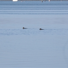 Biziura lobata at American River, SA - 16 Sep 2025 08:45 AM