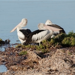 Pelecanus conspicillatus at American River, SA - 16 Sep 2025 by AlisonMilton