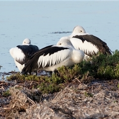 Pelecanus conspicillatus at American River, SA - 16 Sep 2025 08:42 AM