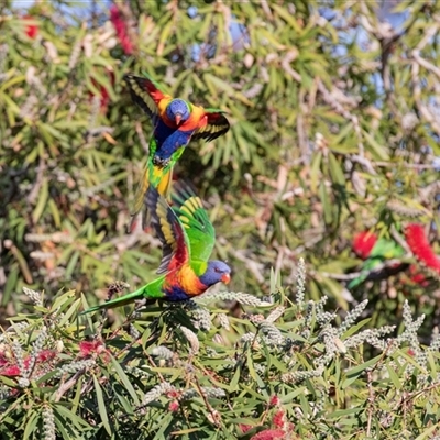 Trichoglossus moluccanus (Rainbow Lorikeet) at American River, SA - 16 Sep 2025 by AlisonMilton