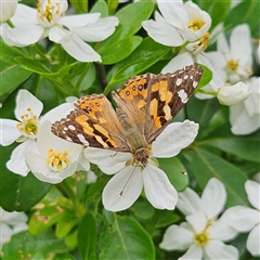 Vanessa kershawi (Australian Painted Lady) at Braidwood, NSW - 21 Oct 2025 by MatthewFrawley