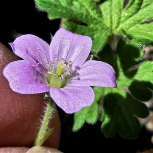 Geranium solanderi var. solanderi (Native Geranium) at Hawker, ACT - 18 Oct 2025 by sangio7