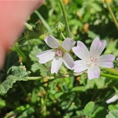 Malva neglecta (Dwarf Mallow) at Hawker, ACT - 18 Oct 2025 by sangio7