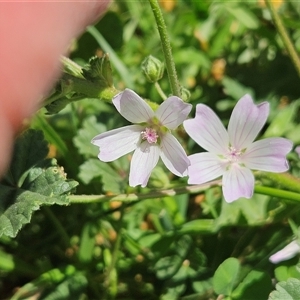 Malva neglecta (Dwarf Mallow) at Hawker, ACT - 18 Oct 2025 by sangio7