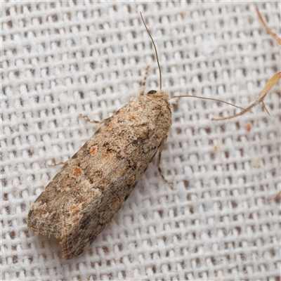 Spodoptera exigua (Beet Armyworm) at  - suppressed by DPRees125