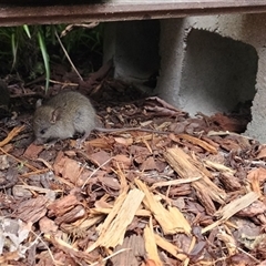 Unverified Small Marsupial at Calderwood, NSW - 9 Oct 2025 by CSK