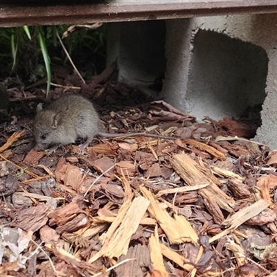 Unverified Small Marsupial at Calderwood, NSW - 9 Oct 2025 by CSK