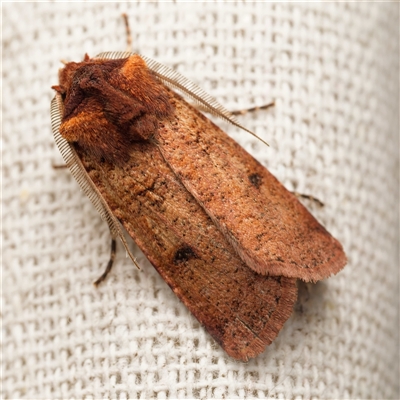 Agrotis porphyricollis (Variable Cutworm) at  - suppressed by DPRees125