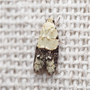 Tracholena sulfurosa (A tortrix moth) by DPRees125