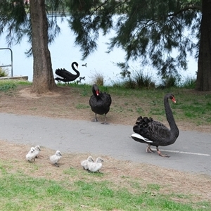 Cygnus atratus by TrishGungahlin