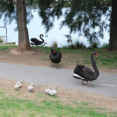 Cygnus atratus (Black Swan) at Gungahlin, ACT - Yesterday by TrishGungahlin