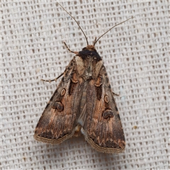 Agrotis munda (Brown Cutworm) by DPRees125