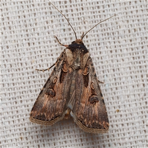Agrotis munda (Brown Cutworm) by DPRees125