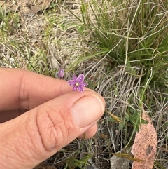 Arthropodium minus (Small Vanilla Lily) at Throsby, ACT - Yesterday by leith7