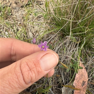 Arthropodium minus (Small Vanilla Lily) at Throsby, ACT - Yesterday by leith7