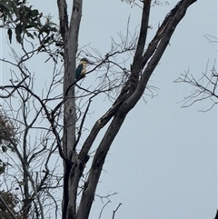 Todiramphus sanctus at Throsby, ACT - Yesterday by leith7