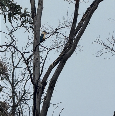 Todiramphus sanctus at Throsby, ACT - Yesterday by leith7