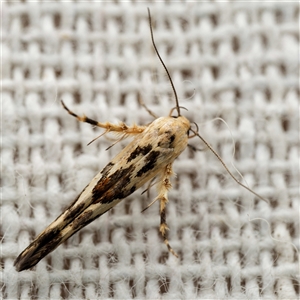 Stathmopoda melanochra (An Oecophorid moth (Eriococcus caterpillar)) by DPRees125