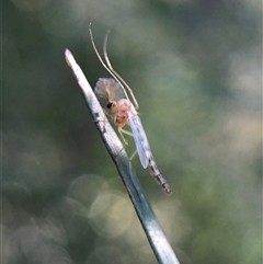 Chironomidae (family) (Non-biting Midge) at Crowther, NSW - 21 Oct 2025 by Frecko