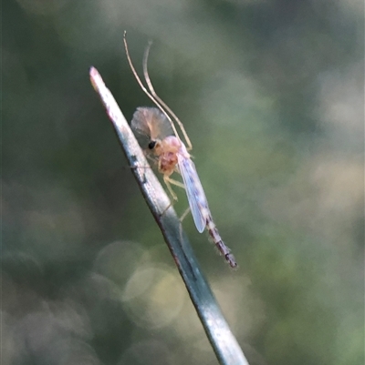 Chironomidae (family) (Non-biting Midge) at Crowther, NSW - 21 Oct 2025 by Frecko