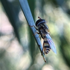 Simosyrphus grandicornis (Common hover fly) at Crowther, NSW - 21 Oct 2025 by Frecko