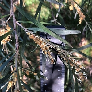 Unverified Wattle at Crowther, NSW - Today by Frecko