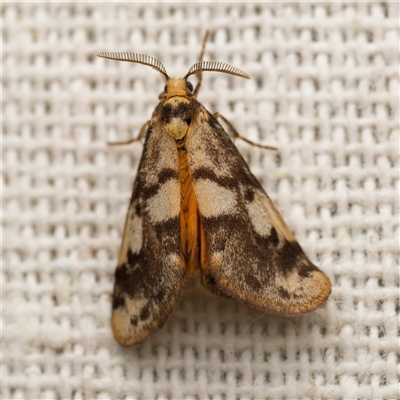 Anestia (genus) at  - suppressed by DPRees125