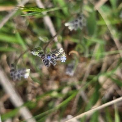 Unverified Other Wildflower or Herb at Isaacs, ACT - Today by Mike