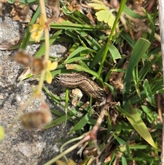 Dasygaster padockina at Isaacs, ACT - Today by Mike