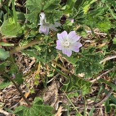 Malva parviflora at Isaacs, ACT - Today by Mike