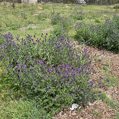 Echium plantagineum at Isaacs, ACT - Today by Mike