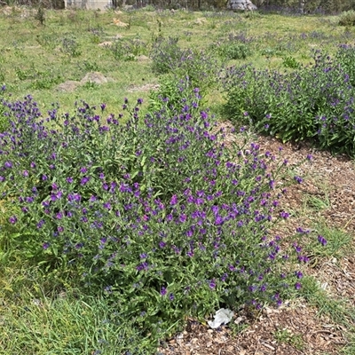 Echium plantagineum at Isaacs, ACT - Today by Mike