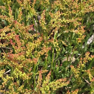 Rumex acetosella at Isaacs, ACT - Today by Mike