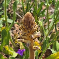 Orobanche minor at Isaacs, ACT - Today by Mike