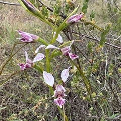 Diuris dendrobioides (Late Mauve Doubletail) by LukeMcElhinney
