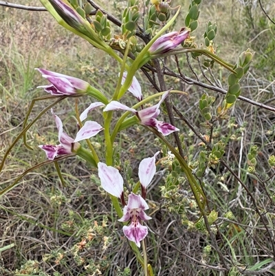 Diuris dendrobioides (Late Mauve Doubletail) at  - suppressed by LukeMcElhinney