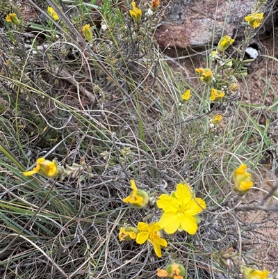 Hibbertia calycina (Lesser Guinea-flower) at Strathnairn, ACT - Yesterday by LukeMcElhinney