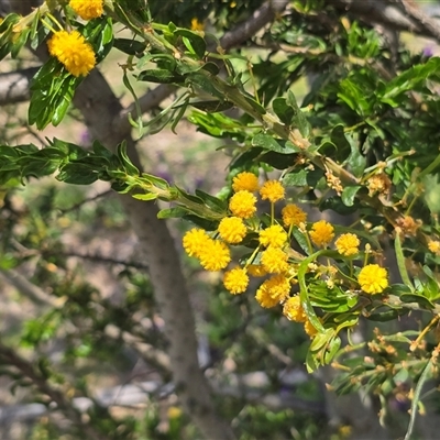Acacia paradoxa at Isaacs, ACT - Today by Mike