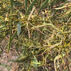 Acacia insect gall at Isaacs, ACT - Today by Mike