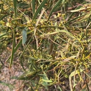 Acacia insect gall at Isaacs, ACT - Today by Mike