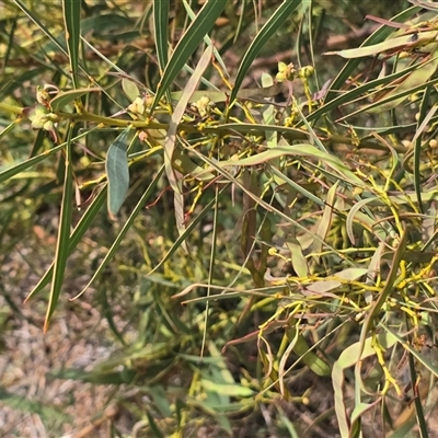 Acacia insect gall at Isaacs, ACT - Today by Mike