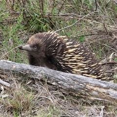 Tachyglossus aculeatus at Isaacs, ACT - Today by Mike