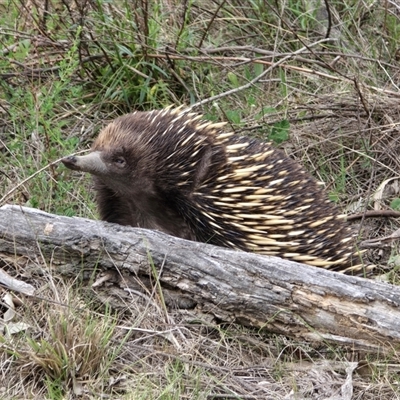 Tachyglossus aculeatus at Isaacs, ACT - Today by Mike