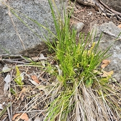 Lomandra filiformis subsp. filiformis (Wattle Matrush) at Isaacs, ACT - Today by Mike