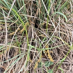 Lomandra (genus) at Isaacs, ACT - Today by Mike