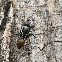 Unverified Ant (Hymenoptera, Formicidae) at Isaacs, ACT - Today by Mike