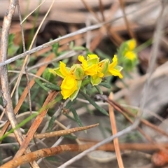 Unverified Other Wildflower or Herb at Isaacs, ACT - Today by Mike