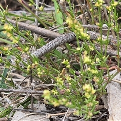 Galium gaudichaudii at Isaacs, ACT - Today by Mike