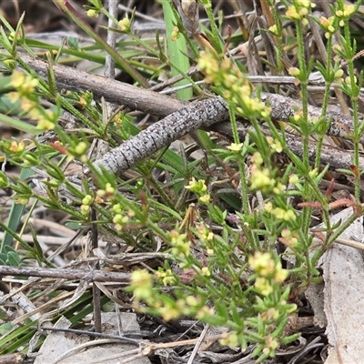 Galium gaudichaudii at Isaacs, ACT - Today by Mike