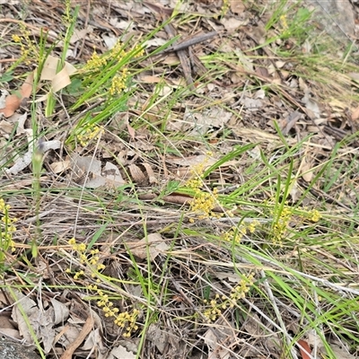 Lomandra (genus) at Isaacs, ACT - Today by Mike